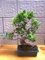 ithal bonsai saksi �i�egi Ak�emsettin Mahallesi internetten �i�ek sat��� 