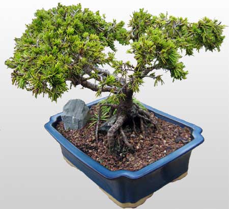 ithal bonsai saksi iegi Yenikent online ieki 