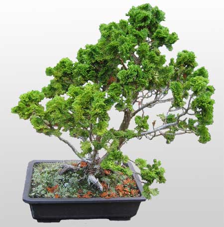 ithal bonsai saksi �i�egi Bah�ekap� Mah cicekciler , cicek siparisi 