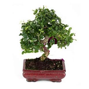 ithal bonsai saksi �i�egi Ulubatl�hasan Mah �i�ek�i 