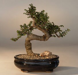 ithal bonsai saksi �i�egi Fatih online �i�ek g�nderme