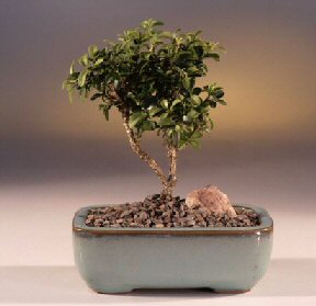 Ertu�rulgazi Mah �i�ek g�nderme  ithal bonsai saksi �i�egi Tando�an Mah g�venli kaliteli h�zl� �i�ek 