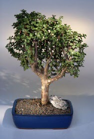 Ankara Sincan cicekci  ithal bonsai saksi �i�egi Sel�uklu Mah kaliteli taze ve ucuz �i�ekler 