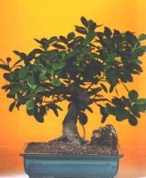 H�rriyet Mah 14 �ubat sevgililer g�n� �i�ek  ithal bonsai saksi �i�egi Sincan �i�ek sipari�i vermek 
