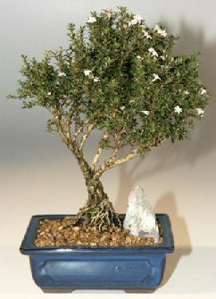 P�narba�� Mahallesi �i�ek�i adresleri  ithal bonsai saksi �i�egi Sincan �nternetten �i�ek sipari�i 