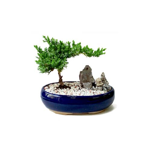 ithal bonsai saksi iegi Ankara Sincan cicekci 