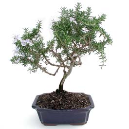 ithal bonsai saksi �i�egi H�rriyet Mah 14 �ubat sevgililer g�n� �i�ek 