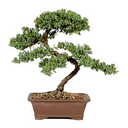 ithal bonsai saksi �i�egi Plevne Mahallesi �i�ek ma�azas� 