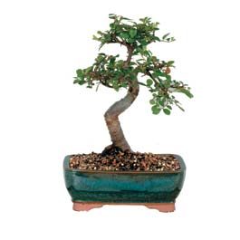 Malazgirt Mah anneler g�n� �i�ek yolla  ithal bonsai saksi �i�egi Plevne Mahallesi �i�ek ma�azas� 
