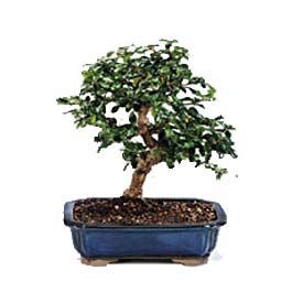 Gaziosmanpa�a Mah �i�ek g�nderme  ithal bonsai saksi �i�egi Fatih online �i�ek g�nderme