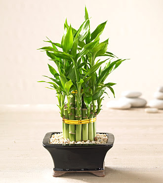 Lucky Bamboo saksi �i�egi Tando�an Mah g�venli kaliteli h�zl� �i�ek 