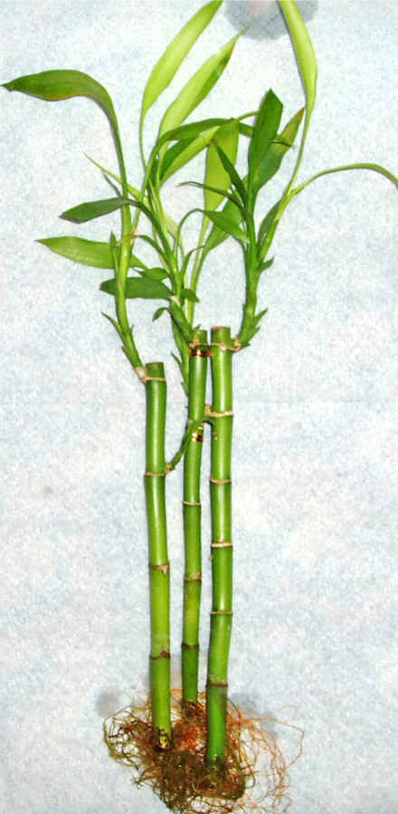 Lucky Bamboo 3 adet vazo hediye edilir  Fatih iek gnderme sitemiz gvenlidir 