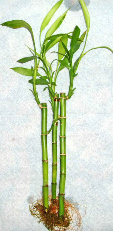 Lucky Bamboo 3 adet vazo hediye edilir  Fatih �i�ek g�nderme sitemiz g�venlidir 