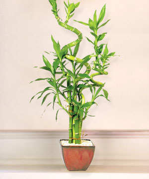 Lucky Bamboo sans melegi �i�egi Sincan �nternetten �i�ek sipari�i 