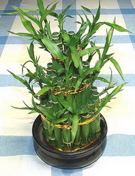 Lucky Bamboo sans melegi �i�egi Sel�uklu Mah kaliteli taze ve ucuz �i�ekler 