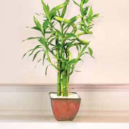 Lucky Bamboo sans melegi �i�egi G�k�ek Mahallesi �i�ek�i telefonlar� 