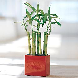 Lucky Bamboo sans melegi �i�egi Yunusemre Mah hediye �i�ek yolla 