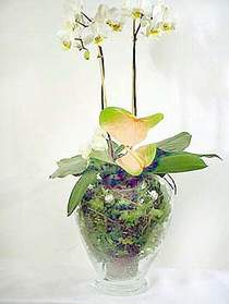 Maraalakmak Mah sevgilime hediye iek  Cam yada mika vazoda zel orkideler