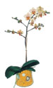 Sincan �nternetten �i�ek sipari�i  Phalaenopsis Orkide ithal kalite