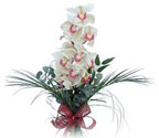 Atatrk Mah yurtii iek siparii  Dal orkide ithal iyi kalite