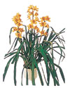 Sel�uklu Mah kaliteli taze ve ucuz �i�ekler  Orchiede ithal b�y�k boy saksi