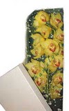 Ankara Sincan cicekci  Kutu i�erisine dal cymbidium orkide