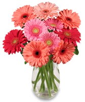 vazo i�erisinde 13 adet gerbera �i�e�i Atat�rk Mah yurti�i �i�ek sipari�i 