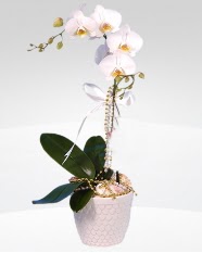 1 dall orkide saks iei Andien Mahallesi iekiler 