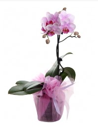1 dal pembe orkide saks� �i�e�i Mevlana Mahallesi �i�ek sat��� 