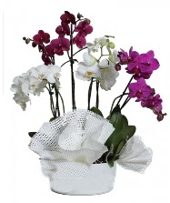 4 dal mor orkide 2 dal beyaz orkide Ulubatlhasan Mah ieki 