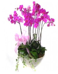 9 dal orkide saks iei Ahievran Mahallesi iek siparii sitesi 
