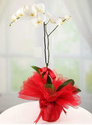 1 dal beyaz orkide saks iei Yunusemre Mah hediye iek yolla 