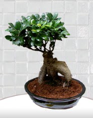 saks� �i�e�i japon a�ac� bonsai Mevlana Mahallesi �i�ek sat��� 
