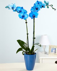 Esiz bir hediye 2 dall mavi orkide stasyon Mah iek yolla 