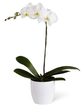 1 dall beyaz orkide Fatih online iek gnderme