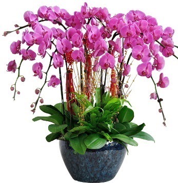 9 dall mor orkide Fatih online iek gnderme