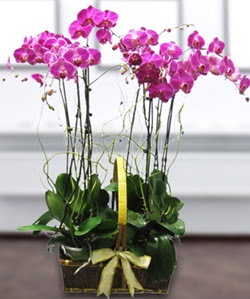 4 dall mor orkide Ahievran Mahallesi iek siparii sitesi 