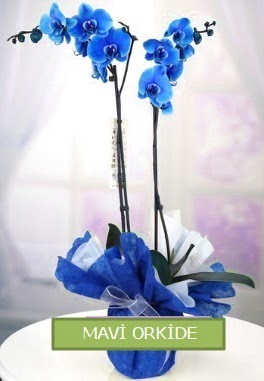 2 dall mavi orkide Seluklu Mah kaliteli taze ve ucuz iekler 