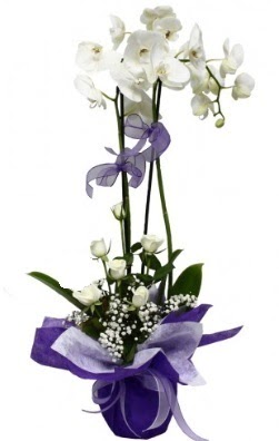 2 dall� beyaz orkide 5 adet beyaz g�l Yenikent online �i�ek�i 