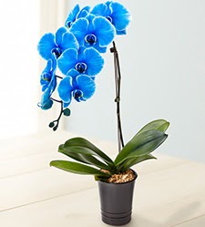 1 dall sper esiz mavi orkide merutiyet ieki maazas 