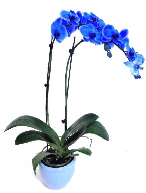 Seramikli 2 dall sper esiz mavi orkide Atatrk Mahallesi iek siparii 