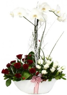 Tek dal beyaz orkide 8 beyaz 8 k�rm�z� g�l Mara�al�akmak Mah sevgilime hediye �i�ek 