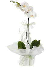 1 dal beyaz orkide iei Menderes Mah iek yolla , iek gnder 