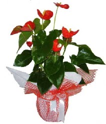 Antoryum saks� i� mekan s�s bitkisi Atat�rk Mahallesi �i�ek sipari�i 