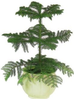 Araucaria Heterophylla i� mekan saks� me�rutiyet �i�ek�i ma�azas� 