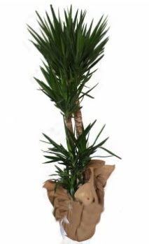 3 l� Yucca i� mekan saks� �i�e�i Ulubatl�hasan Mah �i�ek�i 