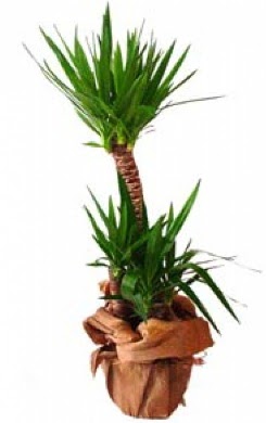 2 li yucca saks� �i�e�i me�rutiyet �i�ek�i ma�azas� 