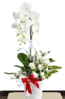 Tek dall� beyaz orkide 5 beyaz g�l Atat�rk Mah yurti�i �i�ek sipari�i 