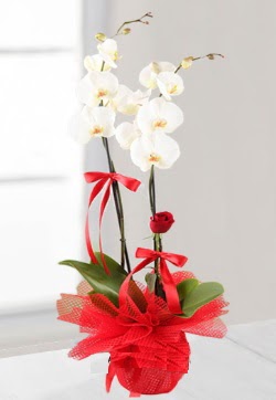 2 dallı beyaz orkide ve 1 adet kırmızı gül Ulubatlıhasan Mah çiçekçi  