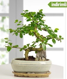 S eklinde ithal gerek bonsai japon aac Tandoan Mah gvenli kaliteli hzl iek 